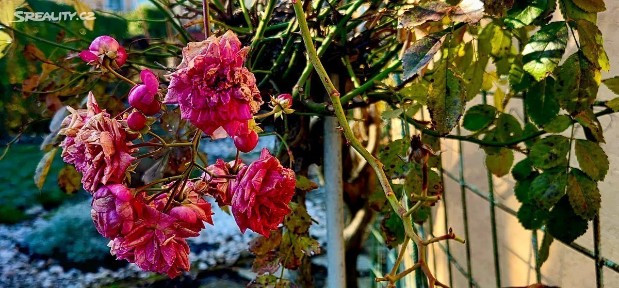 Pronájem bytu 2+kk 96 m² Vídeňská, Mikulov