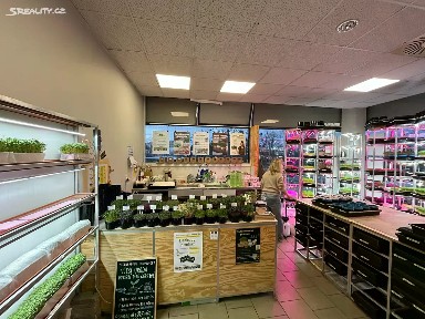 Pronájem obchodního prostoru 26 m² Štefánikova, Hradec Králové - Moravské Předměstí